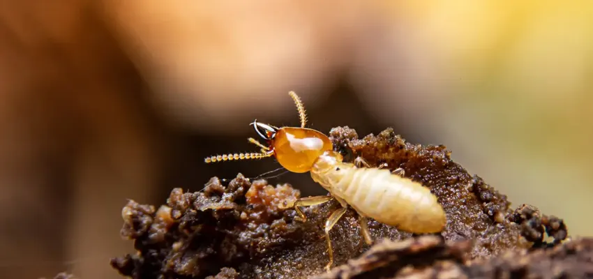 Formosan Termite