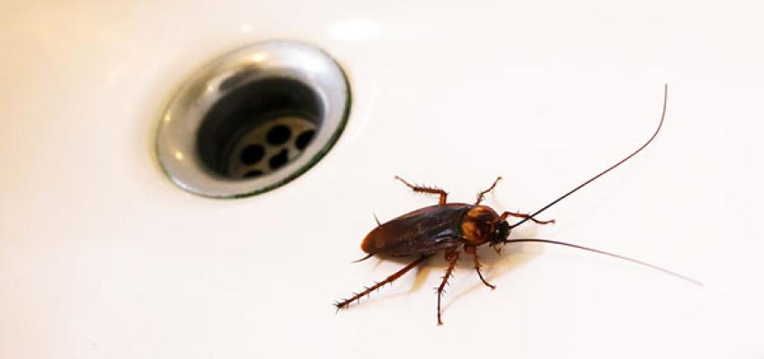Cockroach in sink