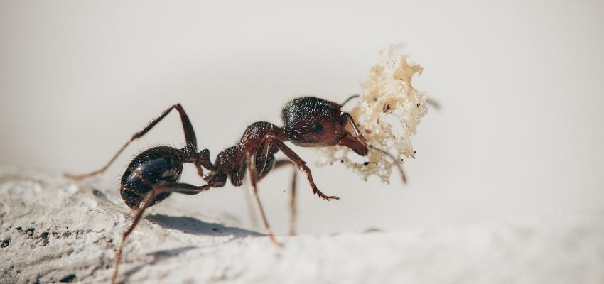 Argentine Ant