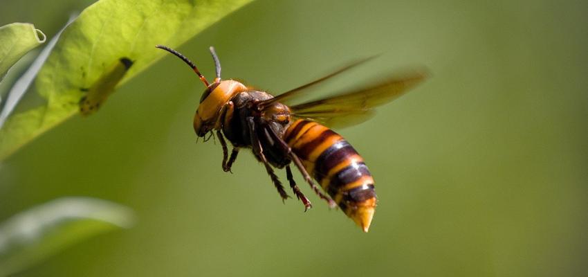 Asian Hornet