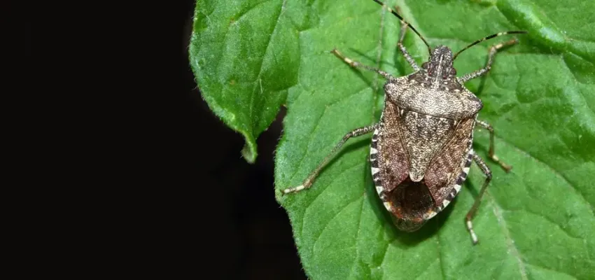 Brown Marmorated Stink Bug