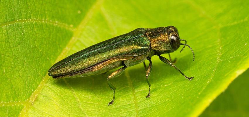 Emerald Ash Borer