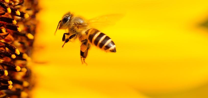 Honey bee