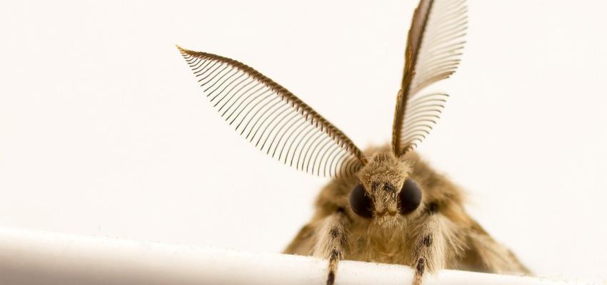 Gypsy Moth