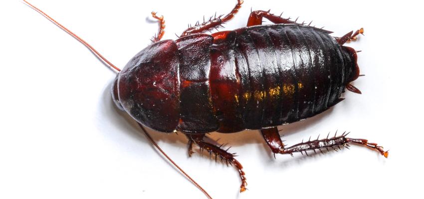 Oriental Cockroach