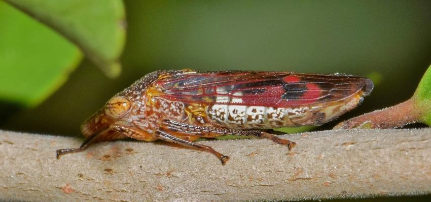 Glass-winged Sharpshooter