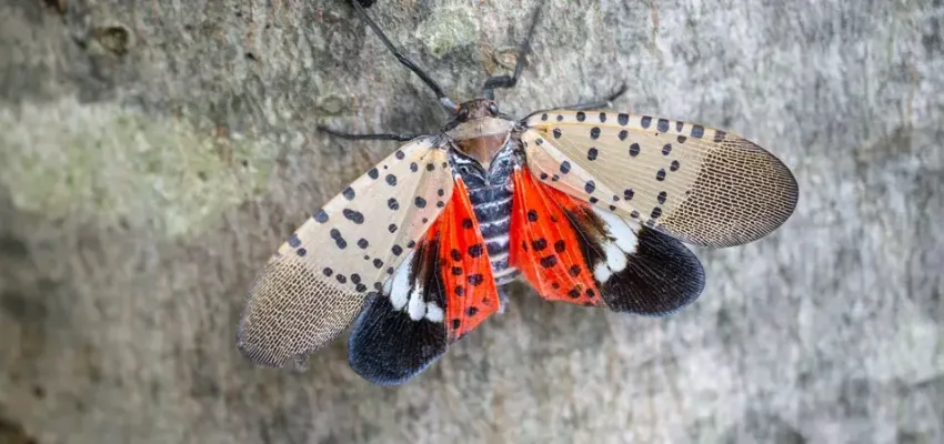 Spotted Lanternfly