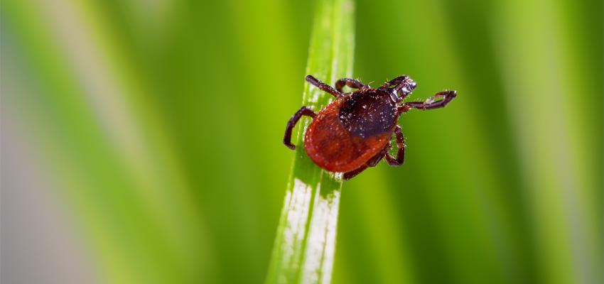 Tick on Blade of Grass