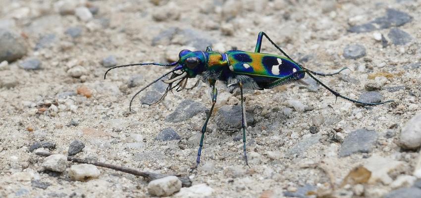 Tiger Beetle