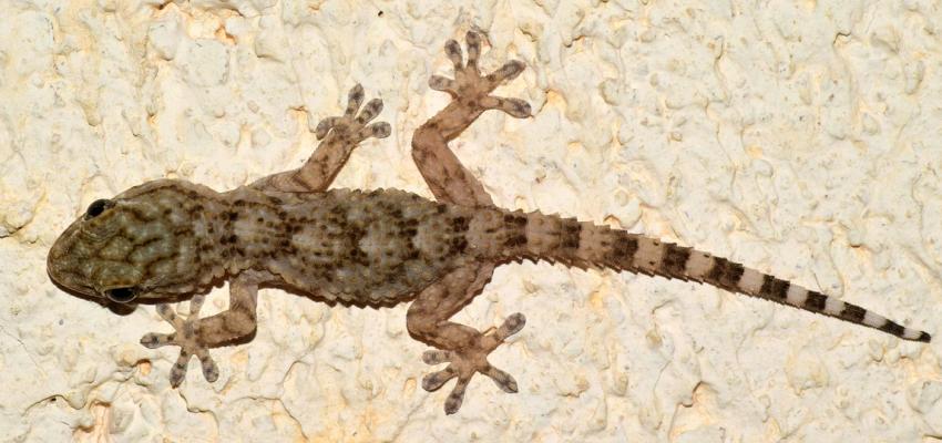 Mediterranean House Gecko
