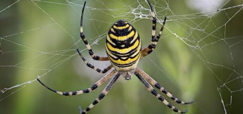 Yellow Garden Spider