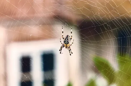 spider
