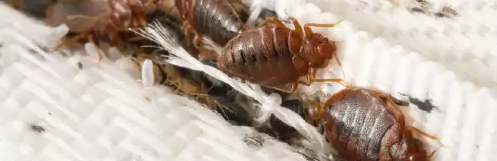 Signs of Bed Bugs