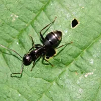an argentine ant on a leaf