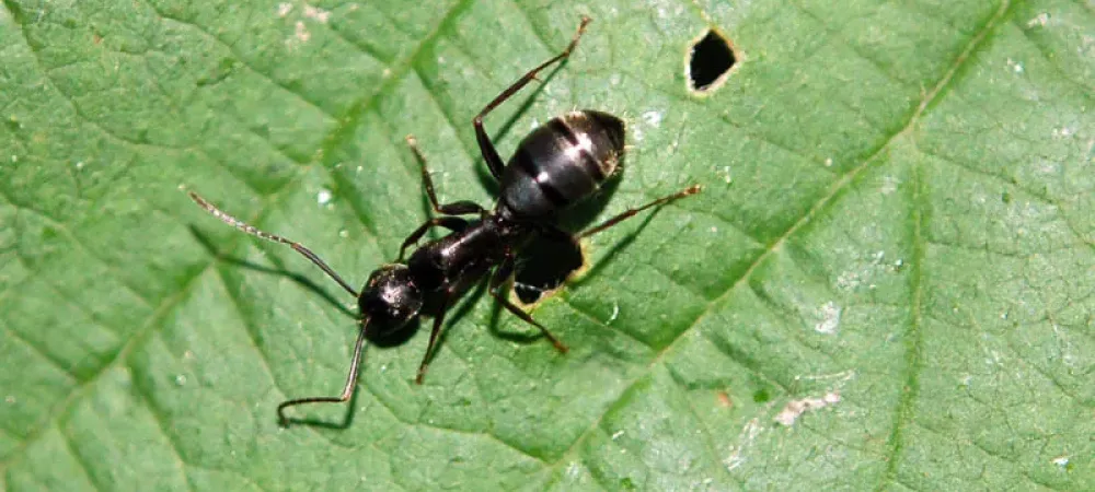 an argentine ant on a leaf