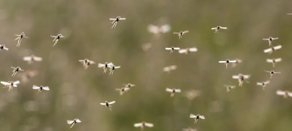 a swarm of mosquitoes