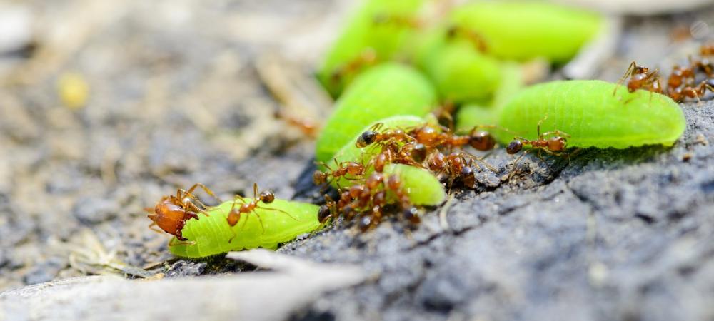 pharaoh ants